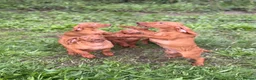 Hungarian Vizsla dogs for sale: Legally Docked KC Hungarian Vizsla Pups - Advert 6