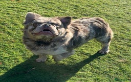 French Bulldog dogs for sale: Fabulous male fluffy frenchie 1.5 years old - Image 13
