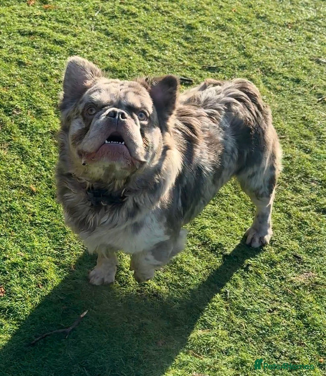 French Bulldog dogs for sale: Fabulous male fluffy frenchie 1.5 years old - Image 13
