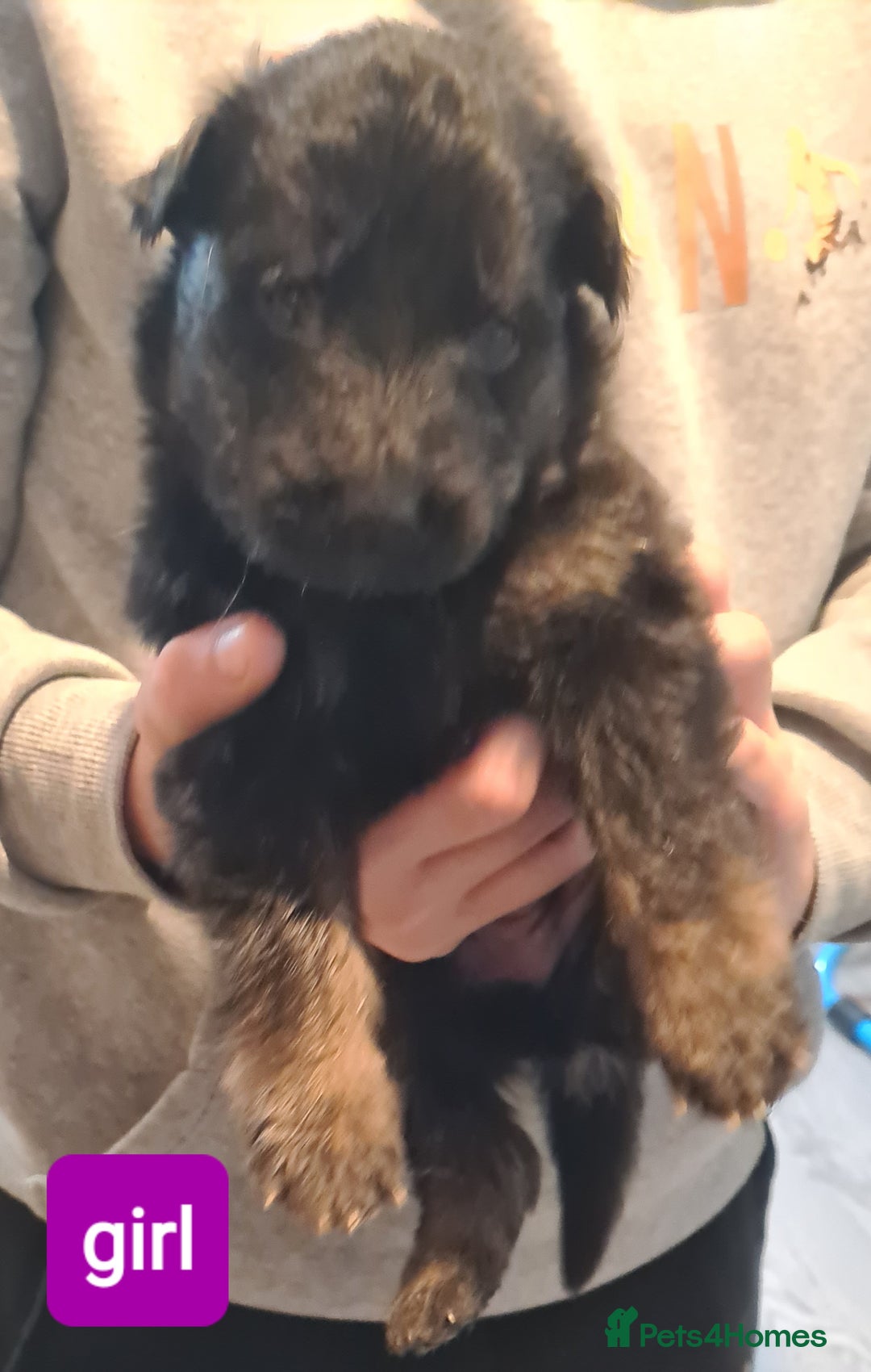 German Shepherd dogs for sale: German shepherd puppies - Advert 8