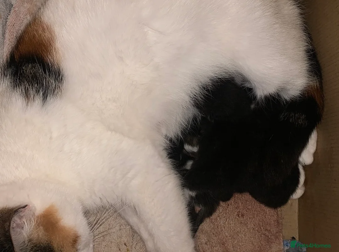 Mixed Breed cats for sale: Stunning litter of kittens  in Liverpool - Advert 2