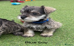 Schnoodle dogs for sale: Stunning litter of Schnoodle pups - Image 13