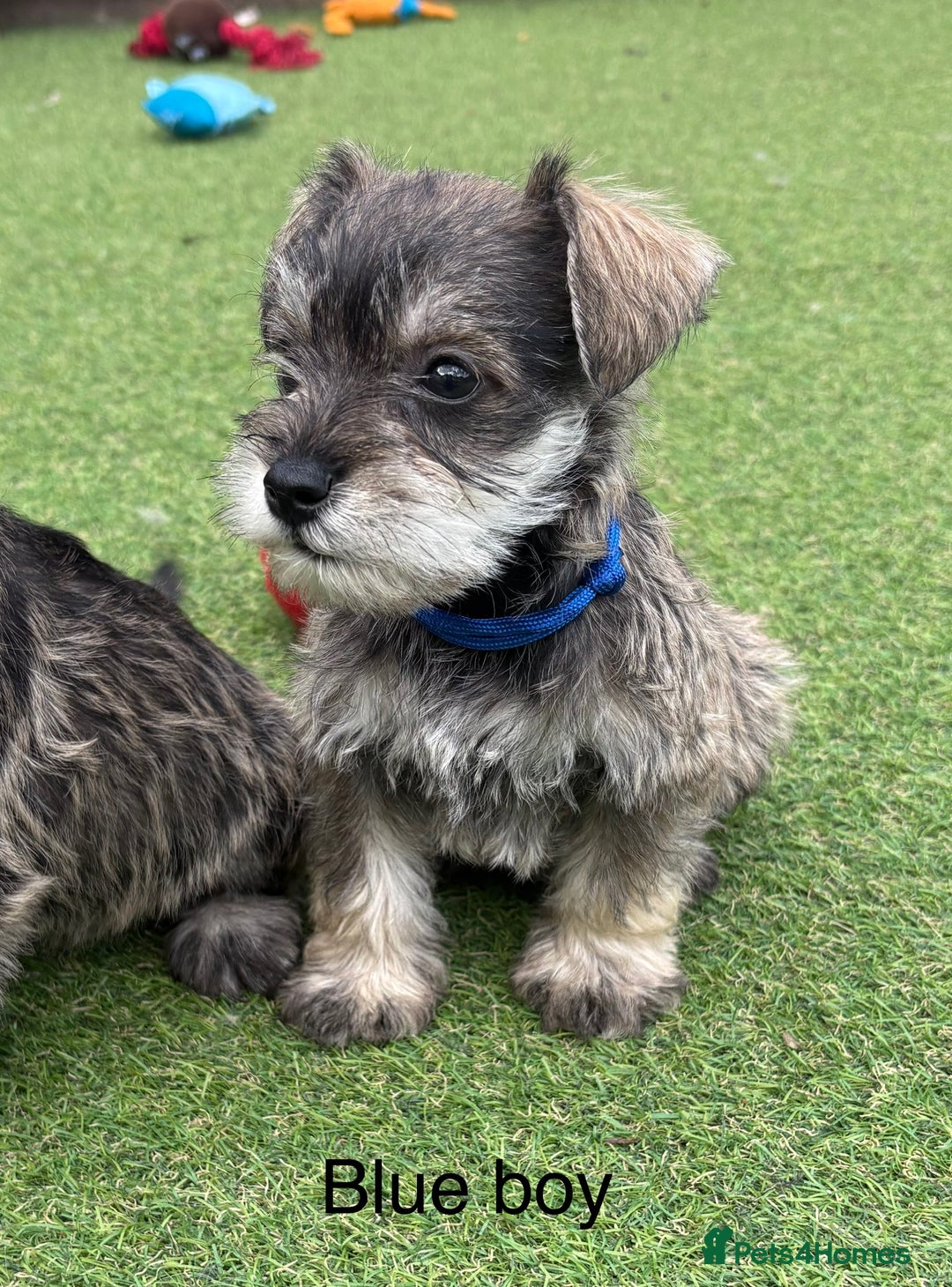 Schnoodle dogs for sale: Stunning litter of Schnoodle pups - Image 13