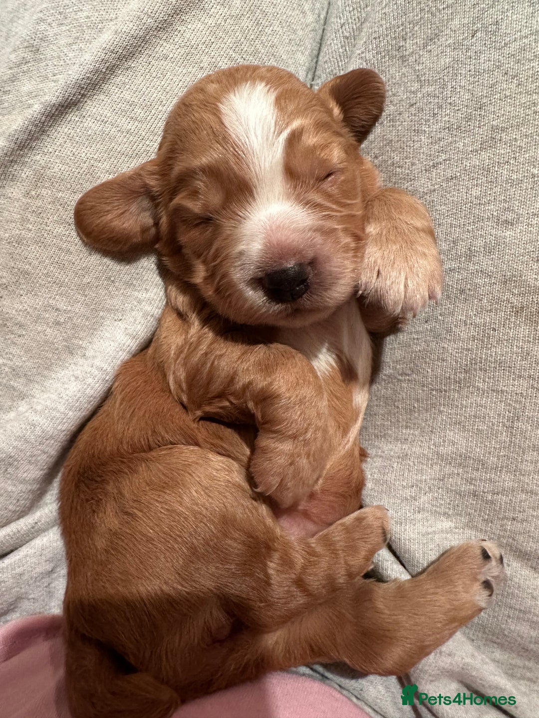 Cocker Spaniel dogs for sale: Working cocker spaniel puppies for sale - Advert 8