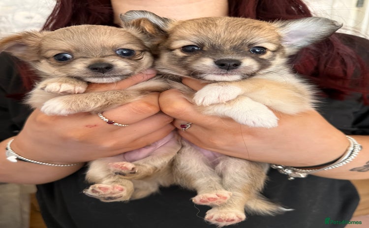 Pomchi dogs - Advert 3