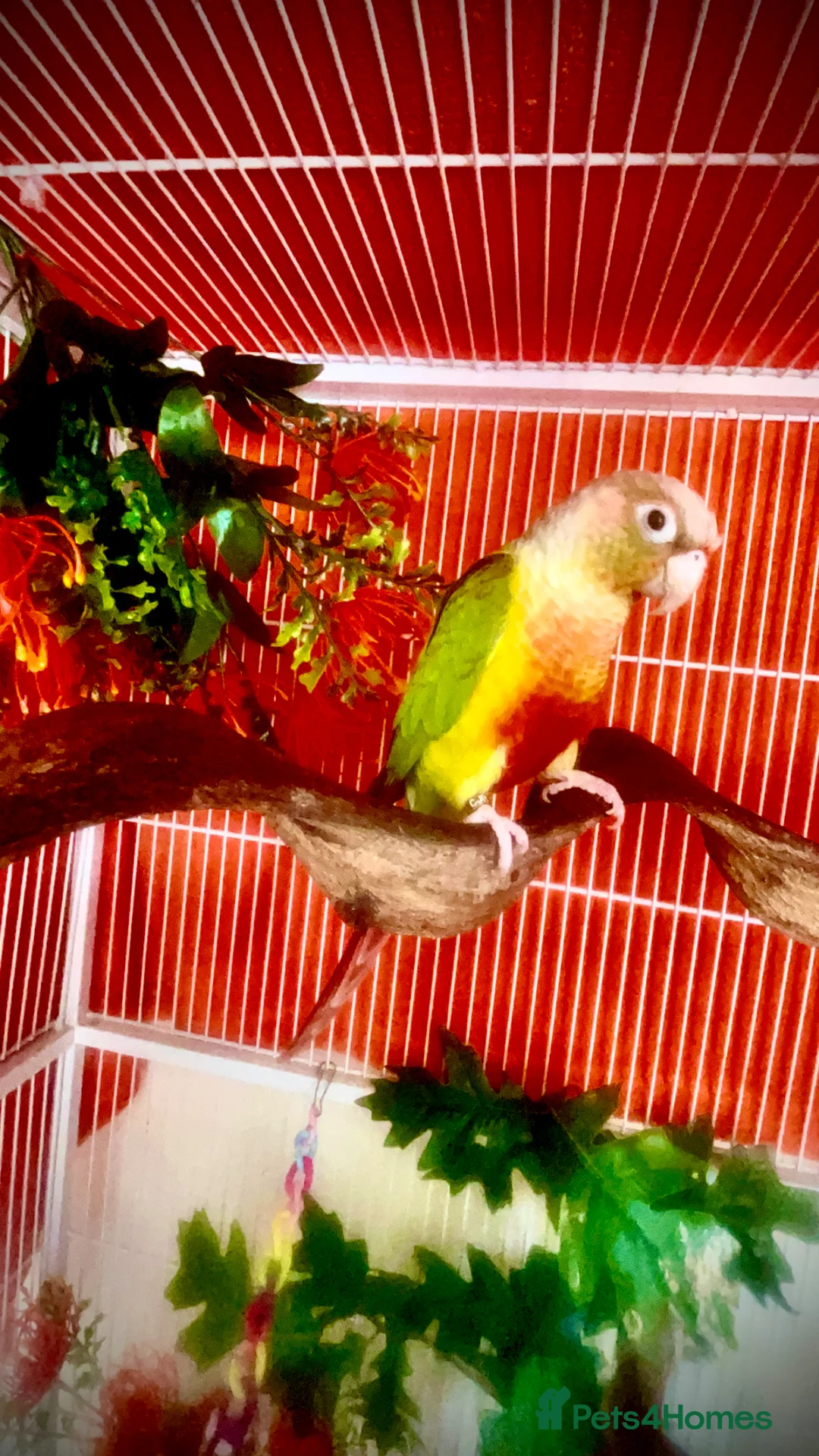 Parrots birds for sale: Green cheeked conure + big cage  in Havant - Advert 1
