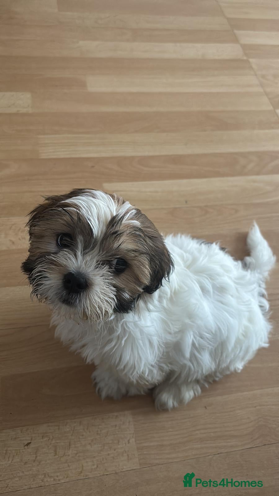 Shih Tzu dogs Shih tzu for sale  - Advert 1