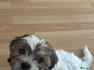 Shih Tzu dogs Shih tzu for sale - Advert 11