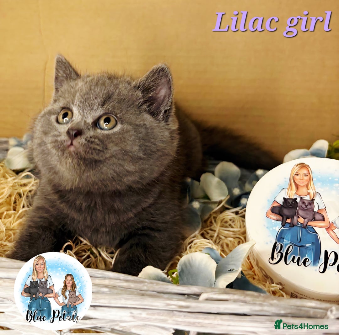 British Shorthair cats for sale: 4 beautiful British short hairs available  - Advert 22