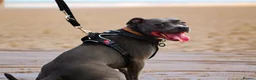 Staffordshire Bull Terrier dogs for sale: Female Staffordshire bull terrier  in Woodhall Spa - Advert 7