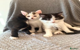 Mixed Breed cats for sale: very friendly kittens looking for a new home - Image 19