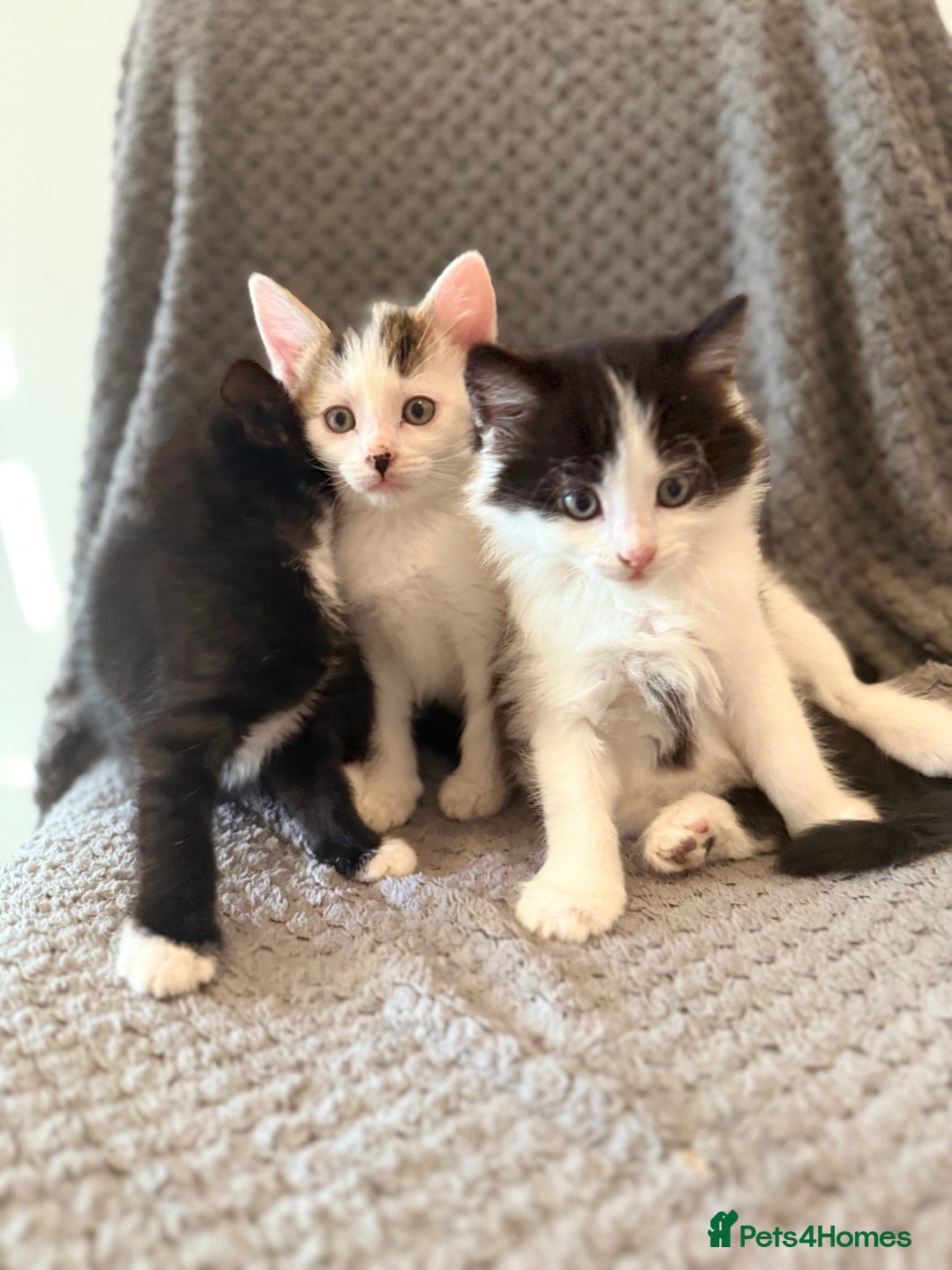 Mixed Breed cats for sale: very friendly kittens looking for a new home - Image 19
