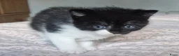 Exotic cats for sale: 2 male exotic cross kittens  - Advert 6