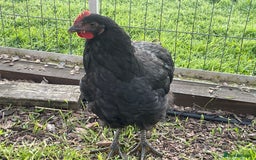 Chickens poultry for sale: Jersey Giant Chickens - June 2025 hatched - Image 4