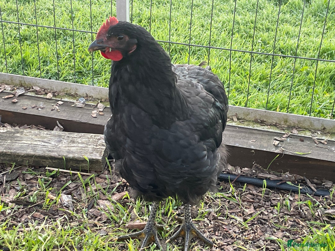 Chickens poultry for sale: Jersey Giant Chickens - June 2025 hatched - Image 4