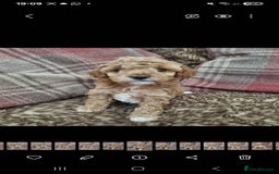Maltipoo dogs for sale: Adorable Miniature Maltipoo Pups for sale - Image 4