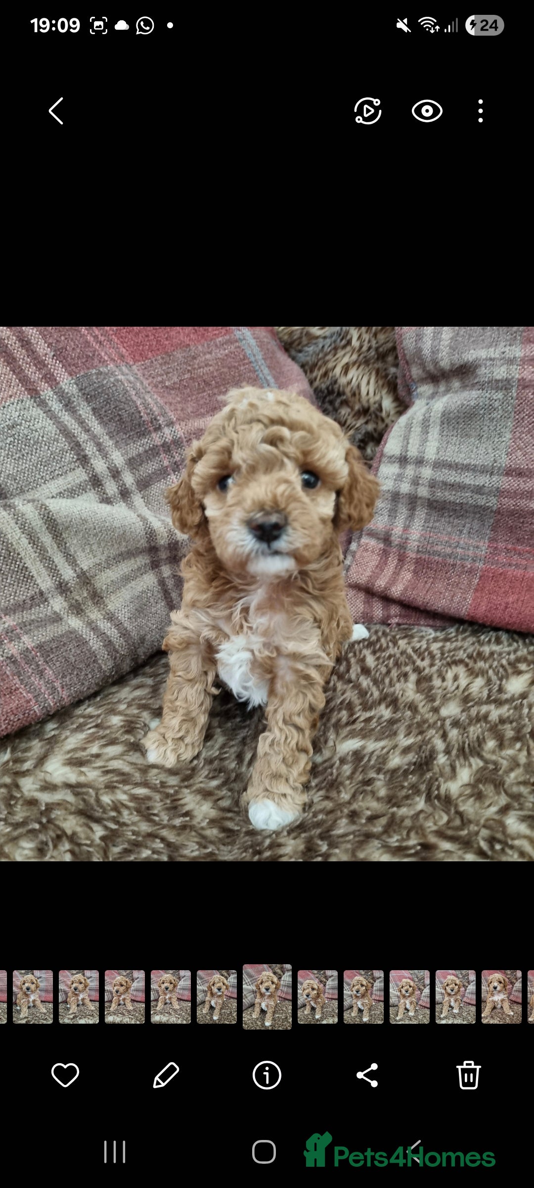 Maltipoo dogs for sale: Adorable Miniature Maltipoo Pups for sale - Image 4