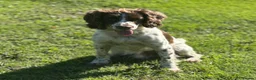 Sprocker dogs for sale: 4 year old sprocker  - Advert 3