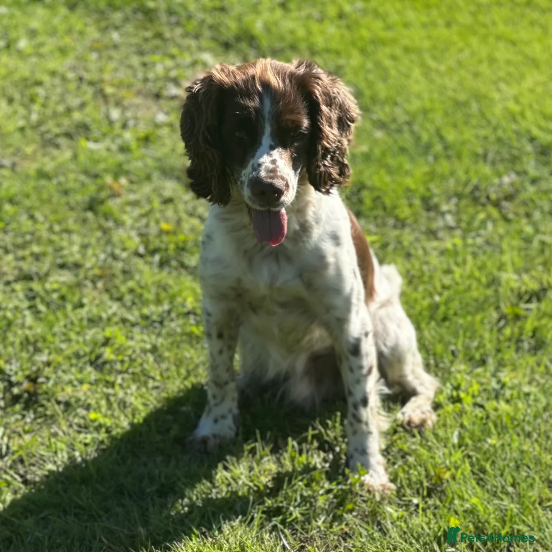 Sprocker dogs for sale: 4 year old sprocker  - Advert 3