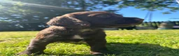 Cocker Spaniel dogs for sale: Working cocker spaniel puppies - Advert 2