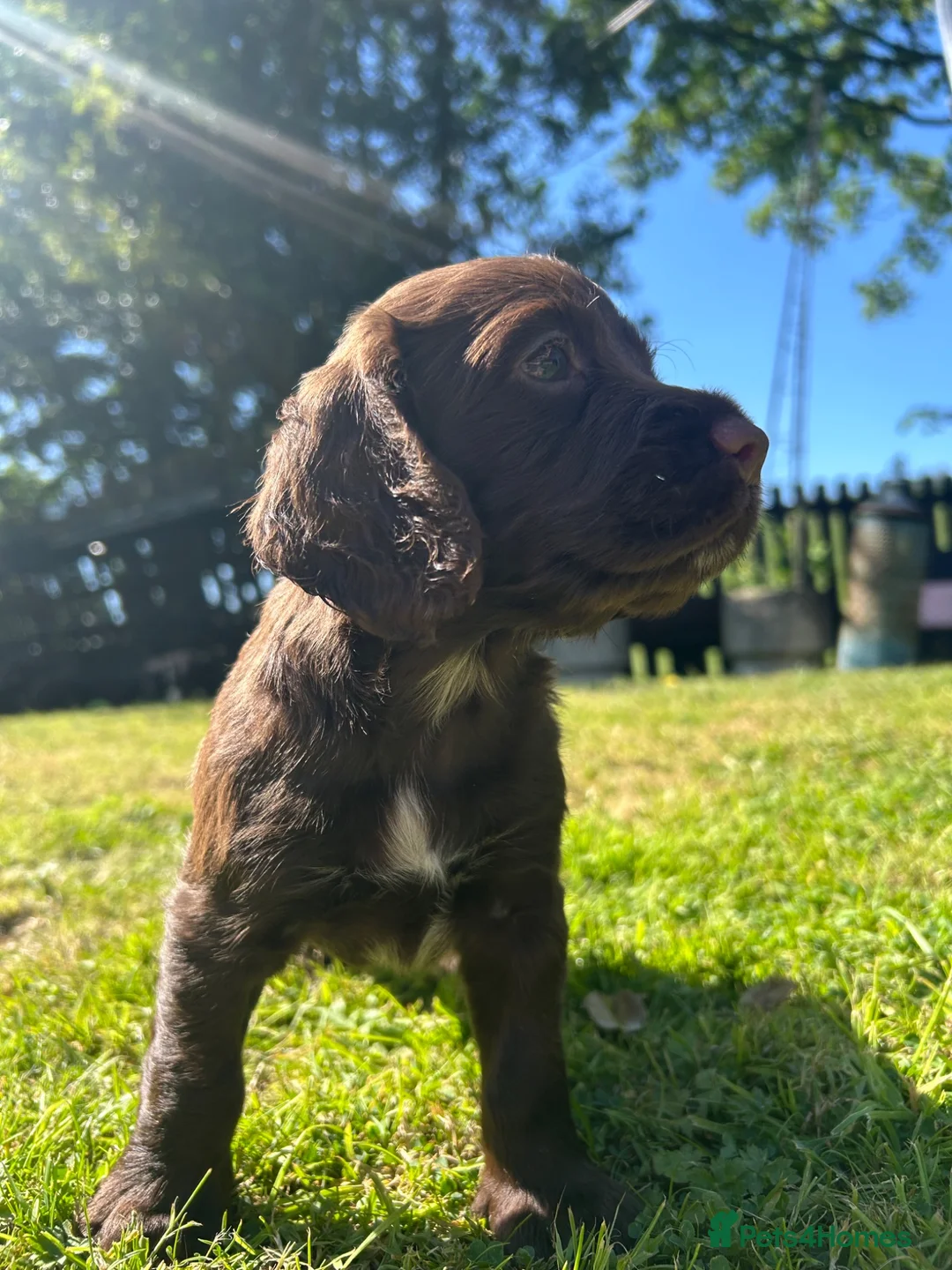 Cocker Spaniel dogs for sale: Working cocker spaniel puppies - Advert 2