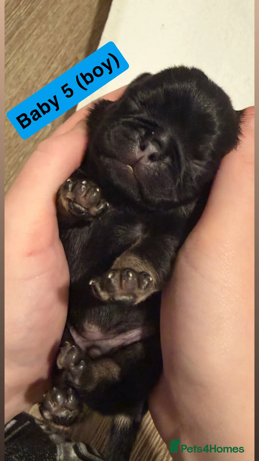 Pug dogs for sale: Pug puppies.  - Advert 6