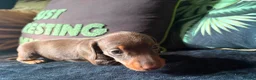 Dachshund dogs for sale: Miniature Dachshund Puppies in Leicester - Advert 11