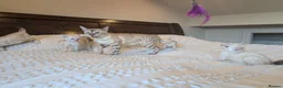 Bengal cats for sale: 🤍🩶 GORGEOUS BENGAL KITTENS 🩶🤍 - Advert 11