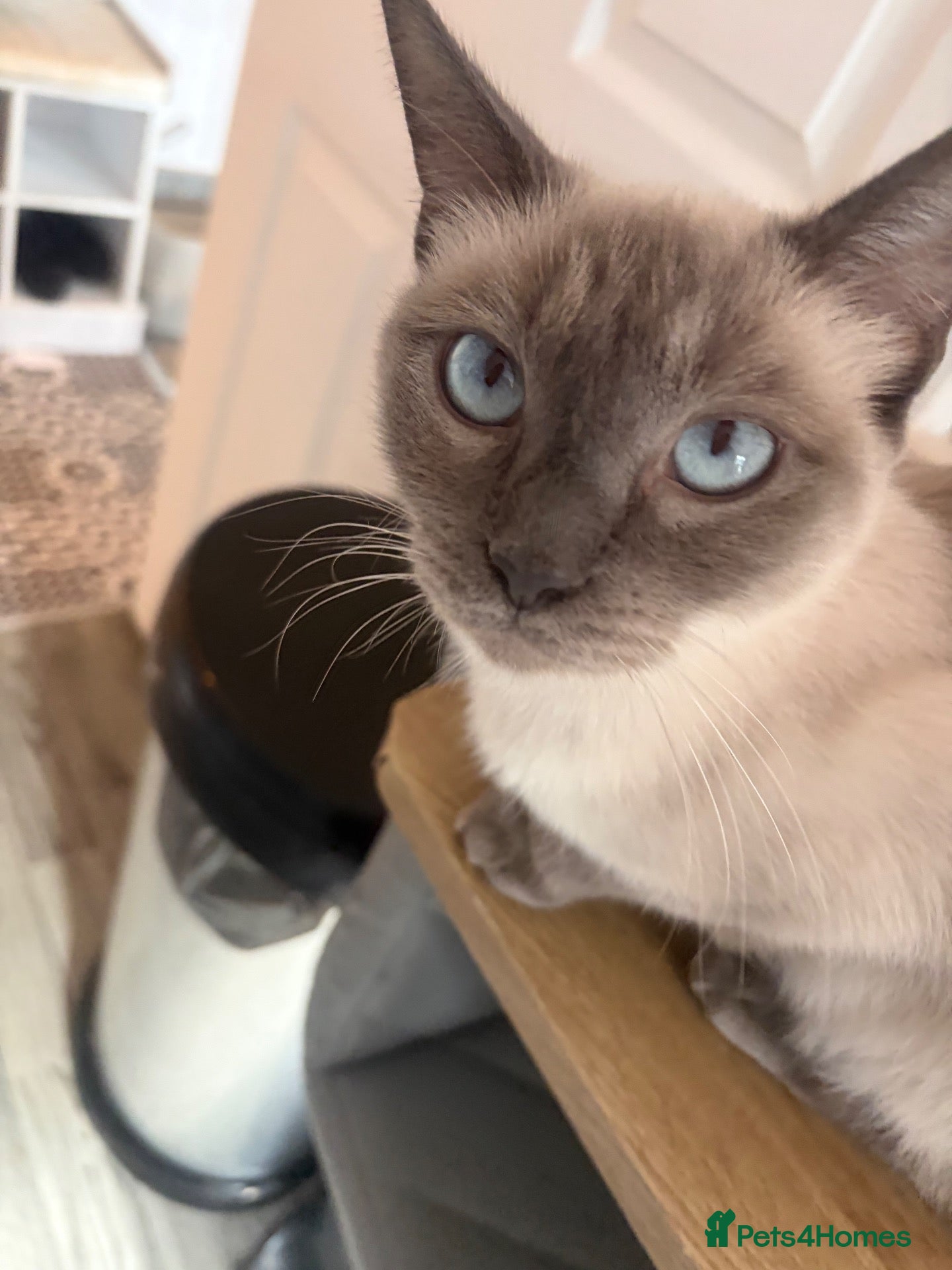Mixed Breed cats 1 year old ragdoll and ginger tabby  - Advert 2