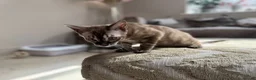 Bengal cats for sale: ⭐⭐⭐ Stunning Rare Charcoal Mink Bengal Kitten ⭐⭐⭐ - Advert 24