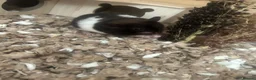 Hamster rodents for sale: MALE SYRIAN HAMSTER (WITH ENCLOSURE) - Advert 2