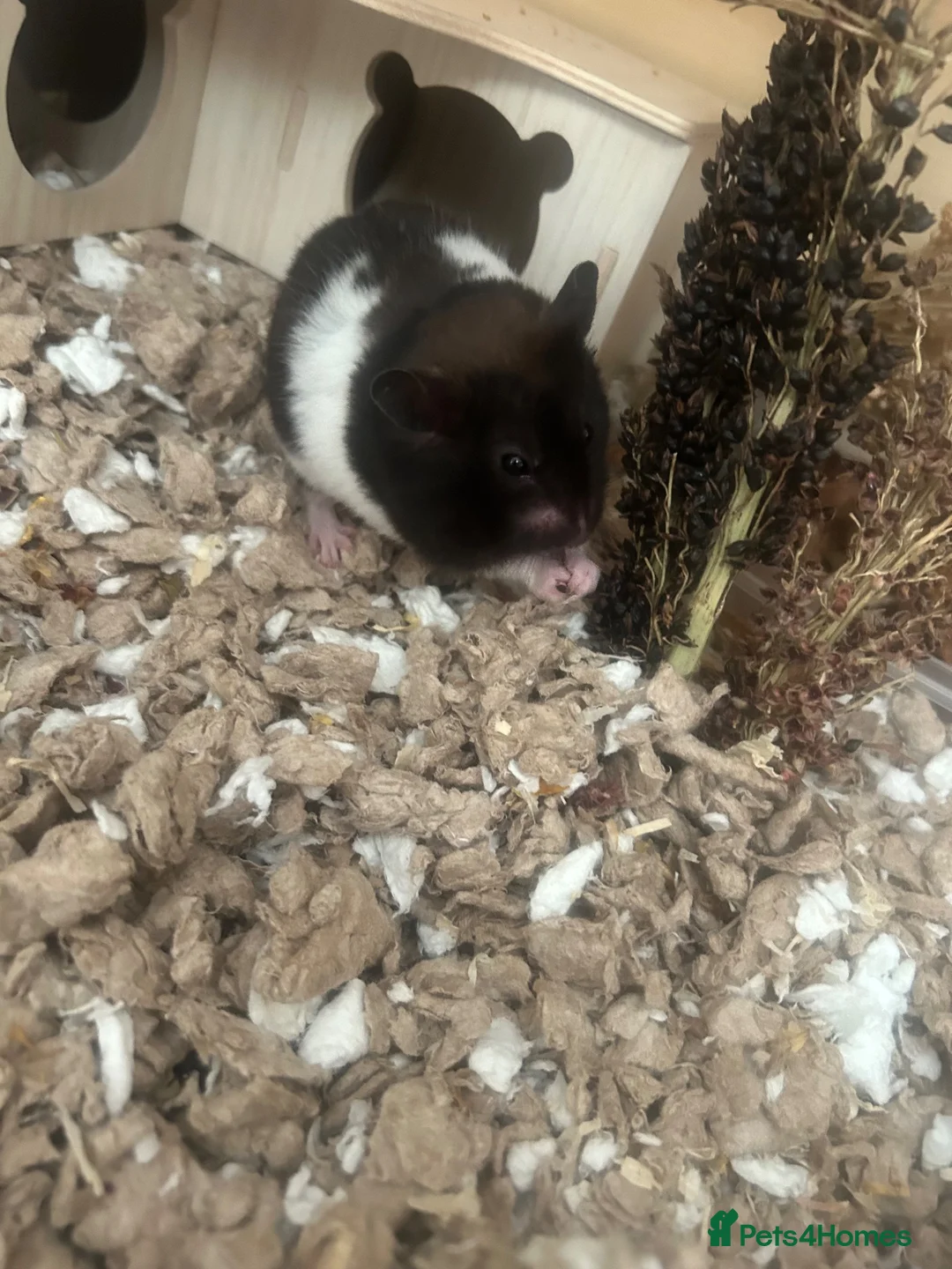 Hamster rodents for sale: MALE SYRIAN HAMSTER (WITH ENCLOSURE) - Advert 2