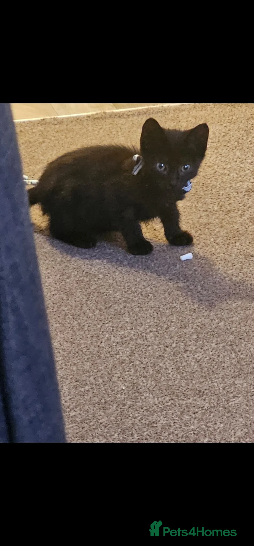 Mixed Breed cats for sale: Mix breed kittens in Boston - Advert 1