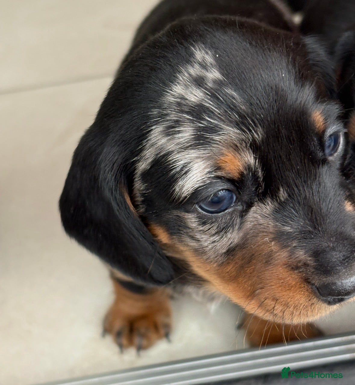 Dachshund dogs Smooth haired miniature Dachshunds 🐶😍 - Advert 2