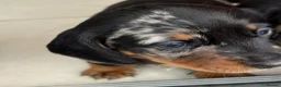 Dachshund dogs for sale: Smooth haired miniature Dachshunds 🐶😍 - Advert 9