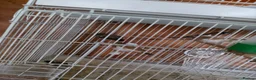 Finches birds for sale: finch  - Advert 7
