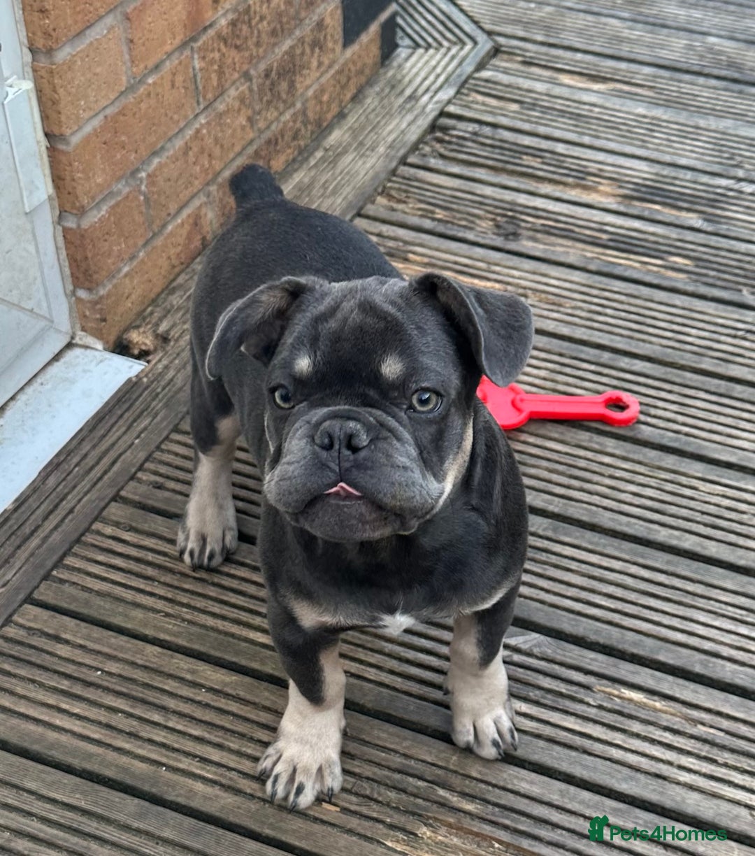 French Bulldog dogs for sale: French puppies new shade fluffy  in Warrington - Image 28