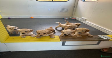 Golden Retriever dogs - Advert 15