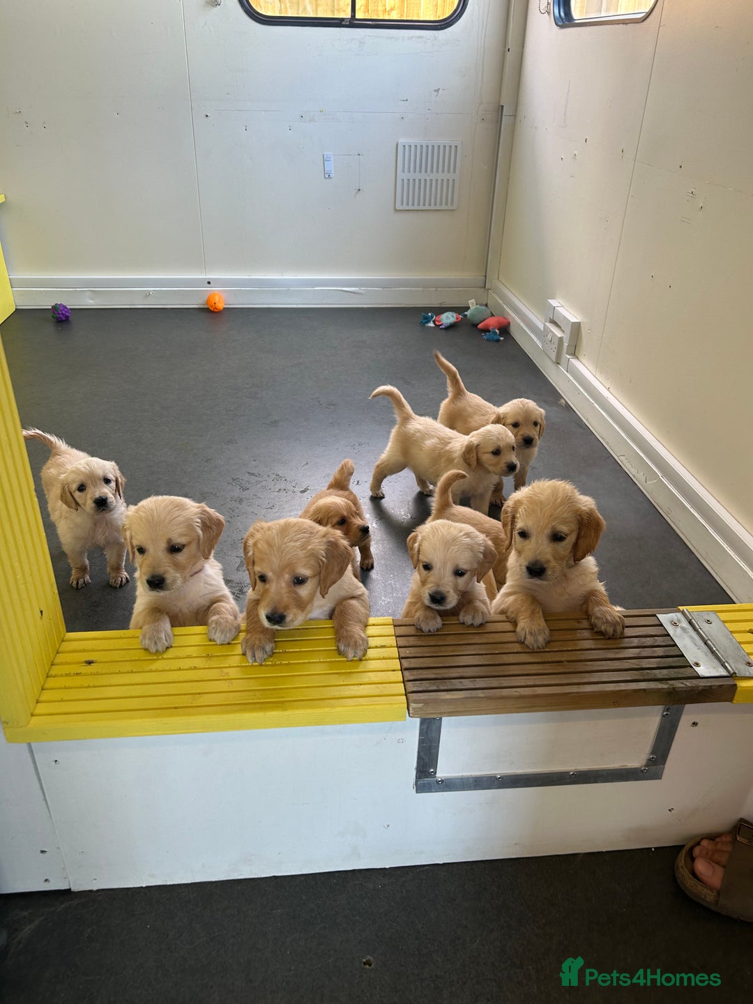 Golden Retriever dogs for sale: Golden retriever puppies for sale  - Image 2