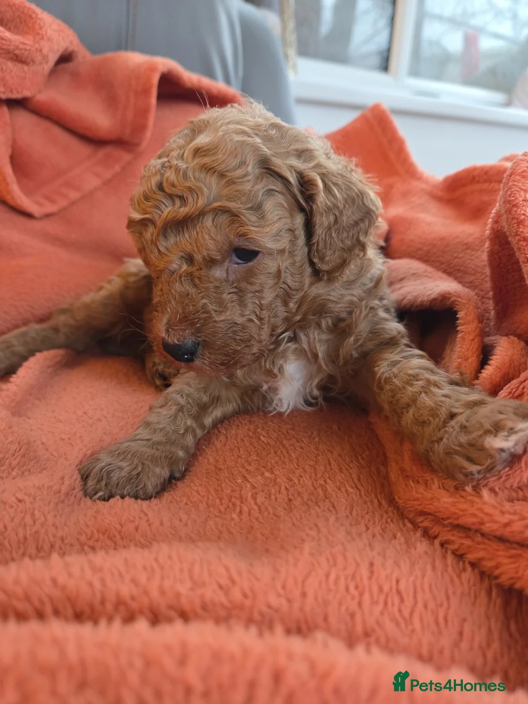 Mixed Breed dogs for sale: Beautiful Health Tested Poochon Cross Puppies  - Advert 16