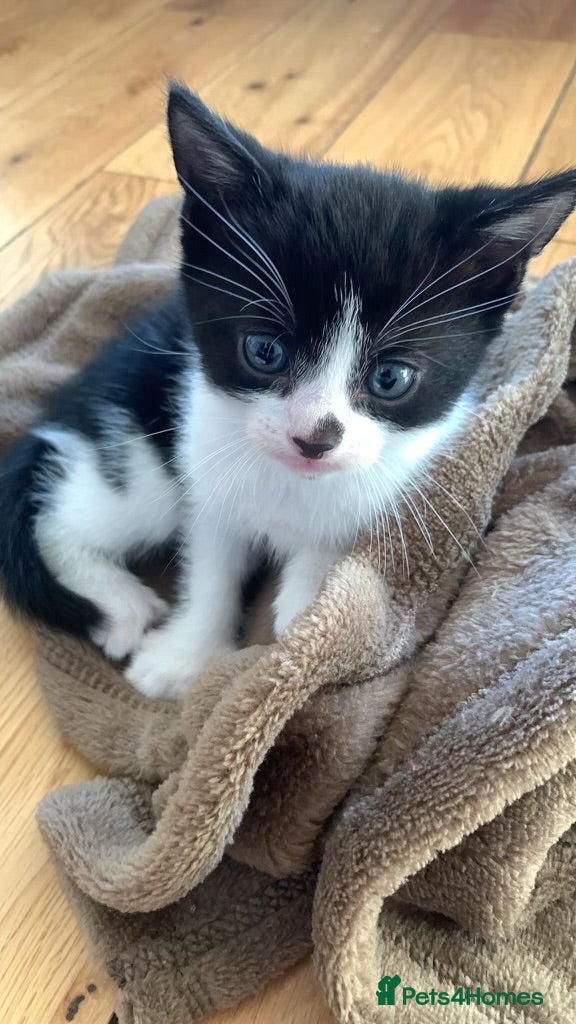 Mixed Breed cats Cat for sale  - Advert 1