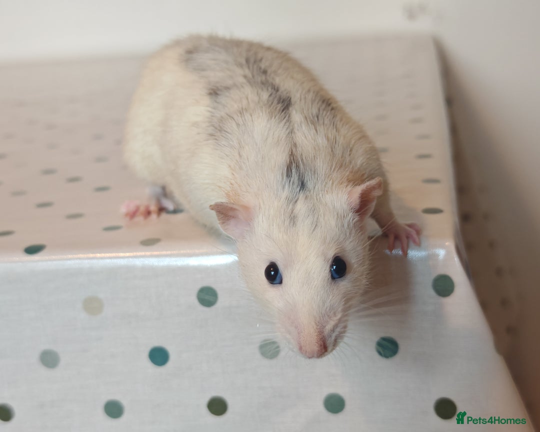 Rat rodents for sale: Trio of Male Dumbo Rats and Cage - Advert 3