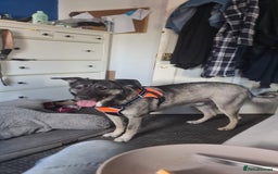 Mixed Breed dogs for adoption: Meet Fagan, currently residing in Wales - Image 6