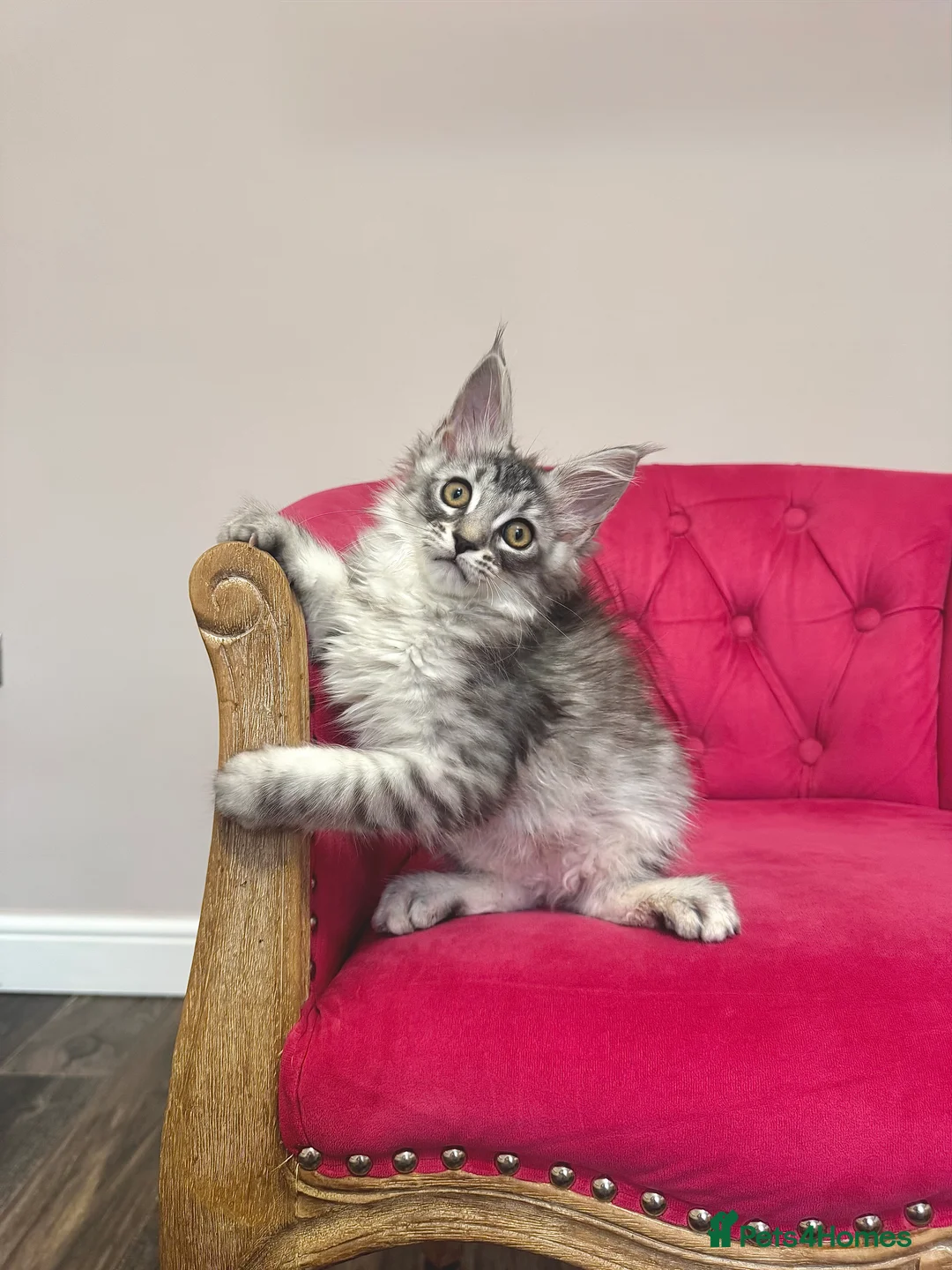 Maine Coon cats for sale: MaineCoon Kittens 🏆20+Gen🧬 Outstadning Pedigree - Advert 30