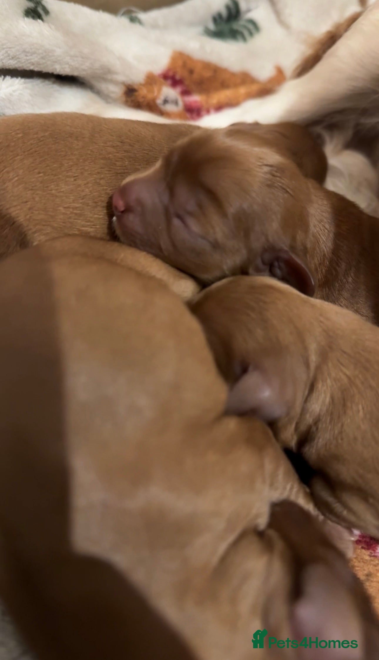 Cavalier King Charles Spaniel dogs Gorgeous Ruby Cavalier King Charles Spaniels 🩷💙 - Advert 10