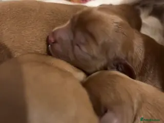 Cavalier King Charles Spaniel dogs Gorgeous Ruby Cavalier King Charles Spaniels 🩷💙 - Advert 10