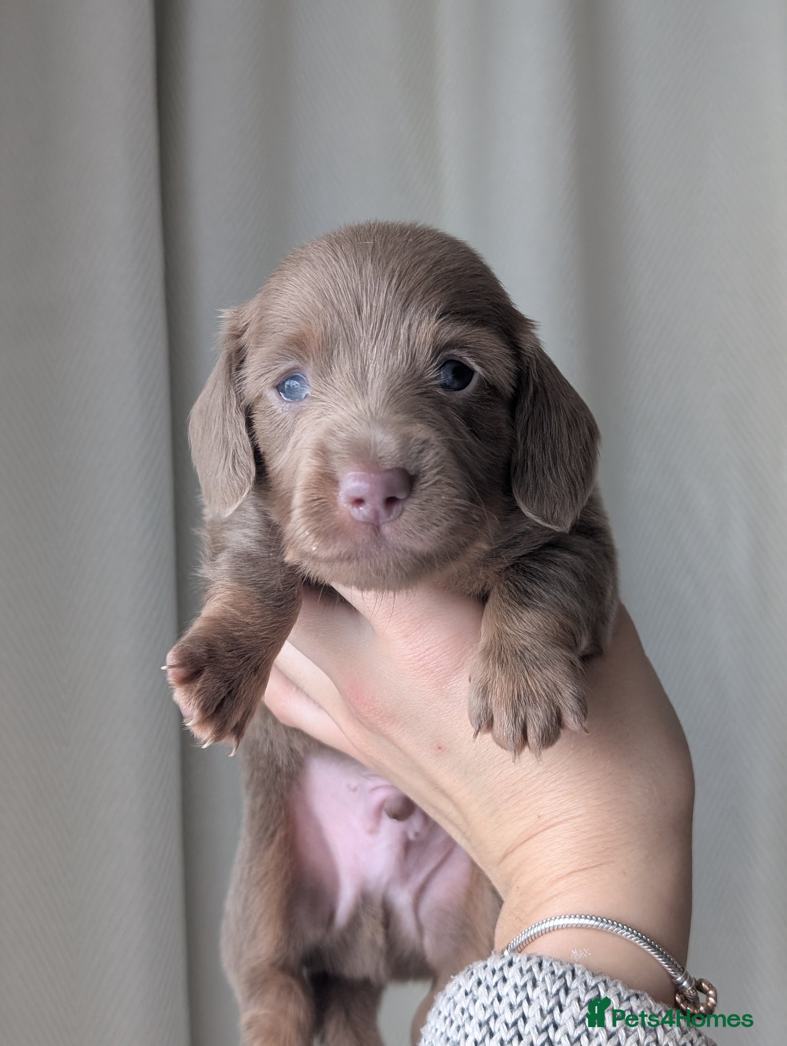 Miniature Dachshund dogs Longhaired and smooth miniature dachshunds  - Advert 16