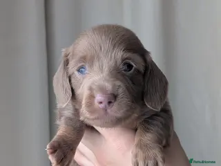 Miniature Dachshund dogs Longhaired and smooth miniature dachshunds - Advert 16