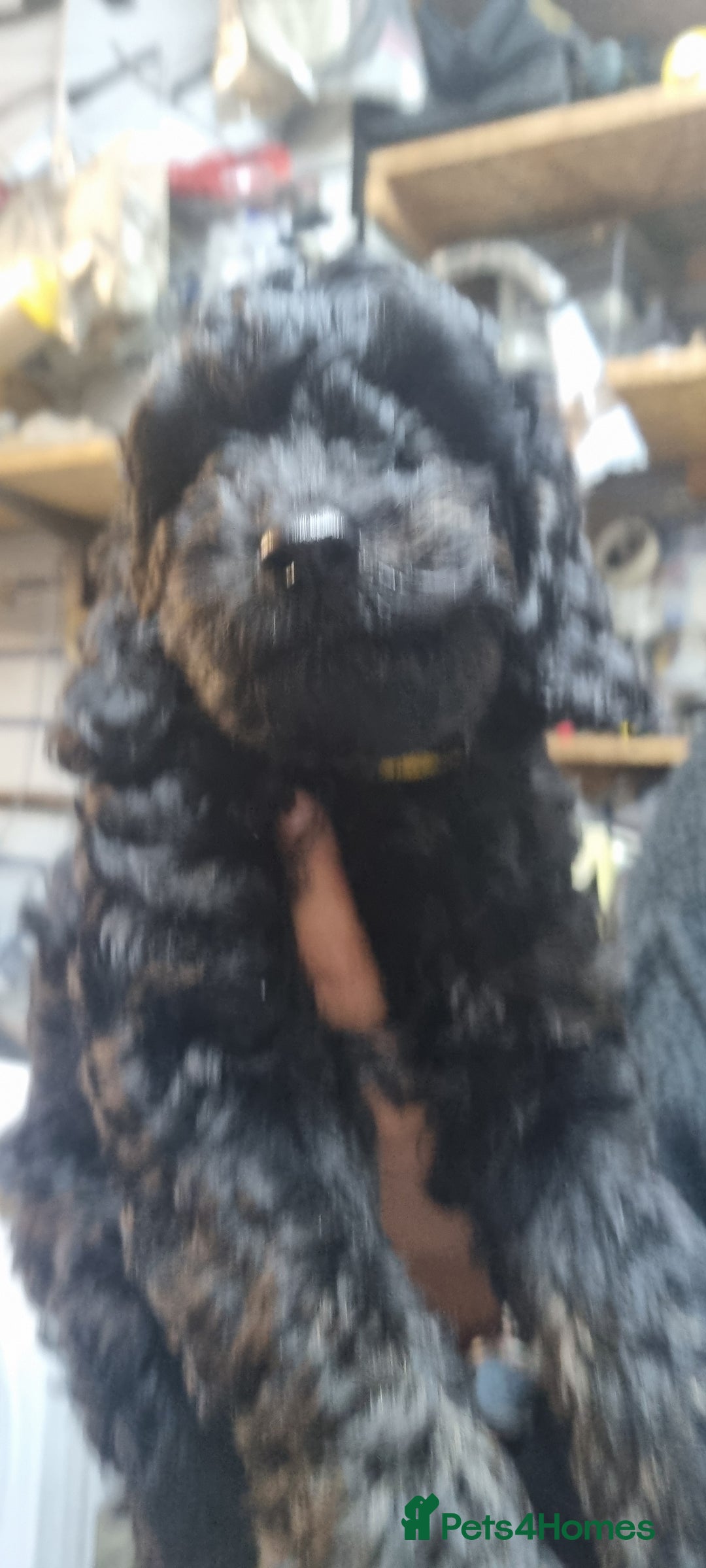 Cockapoo dogs for sale: SEAL COTE... Mini Cockapoo  - Advert 2