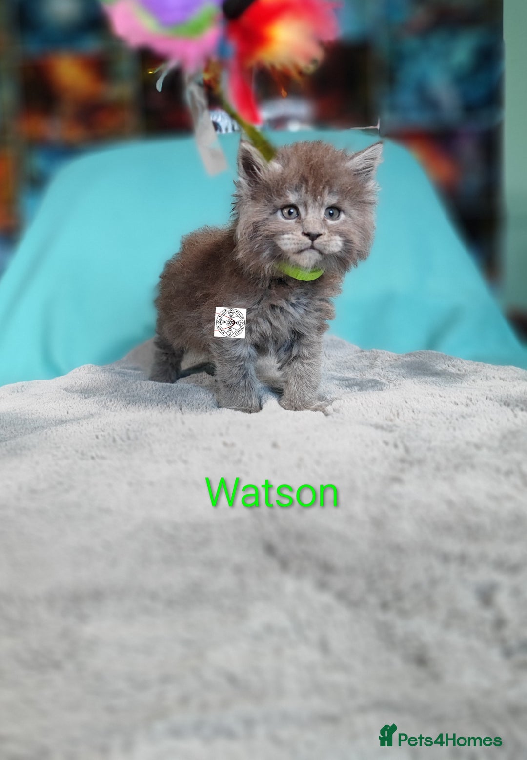 Maine Coon cats for sale: XXL beautiful pedigree kittens  - Advert 1